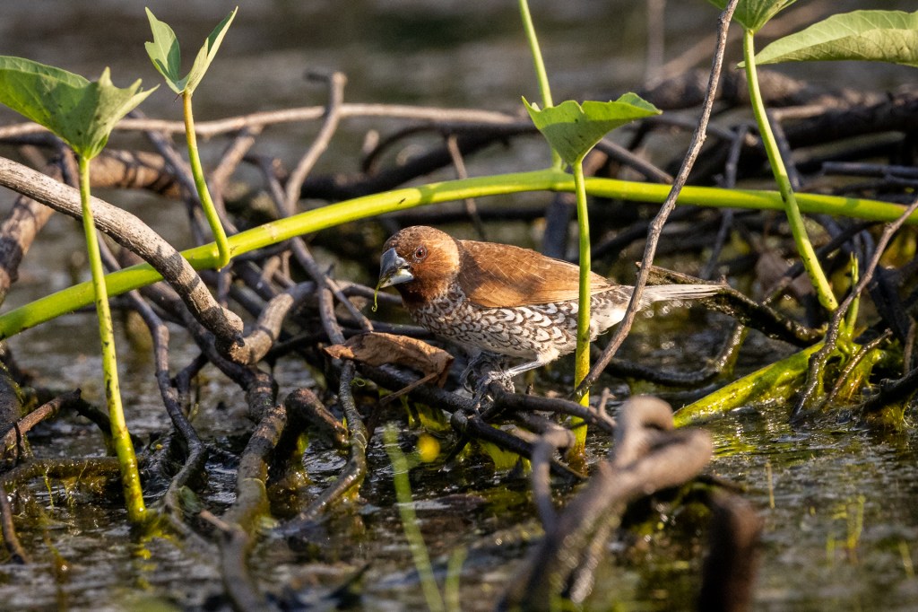 Scaly-breasted Munia @ Marina Grove pond, Singapore