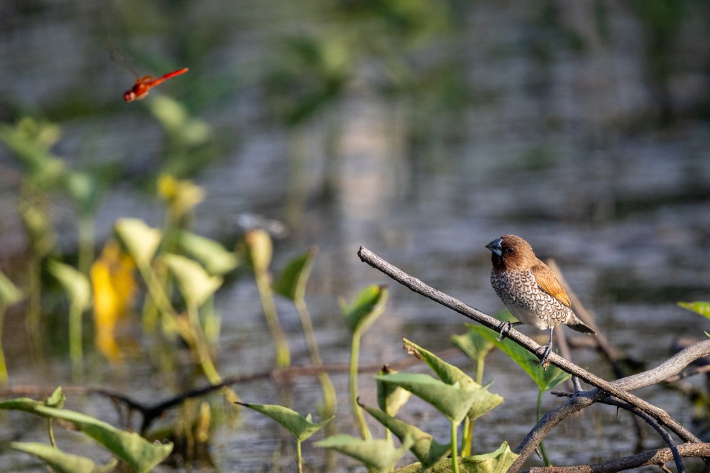 Scaly-breasted Munia @ Marina Grove pond, Singapore