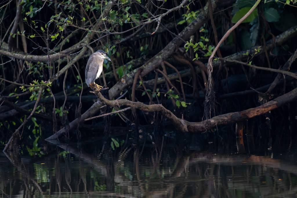 Black-crowned Night Heron @ Singapore Botanic Gardens, Singapore