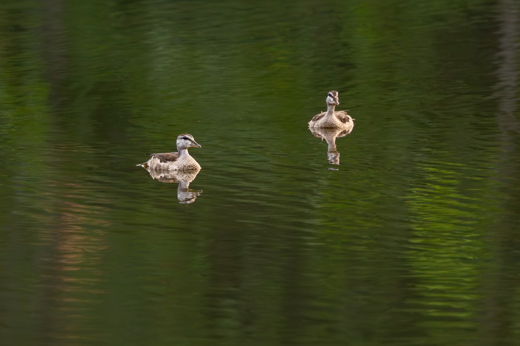 Cotton Pygmy Goose @ Singapore Botanic Gardens, Singapore