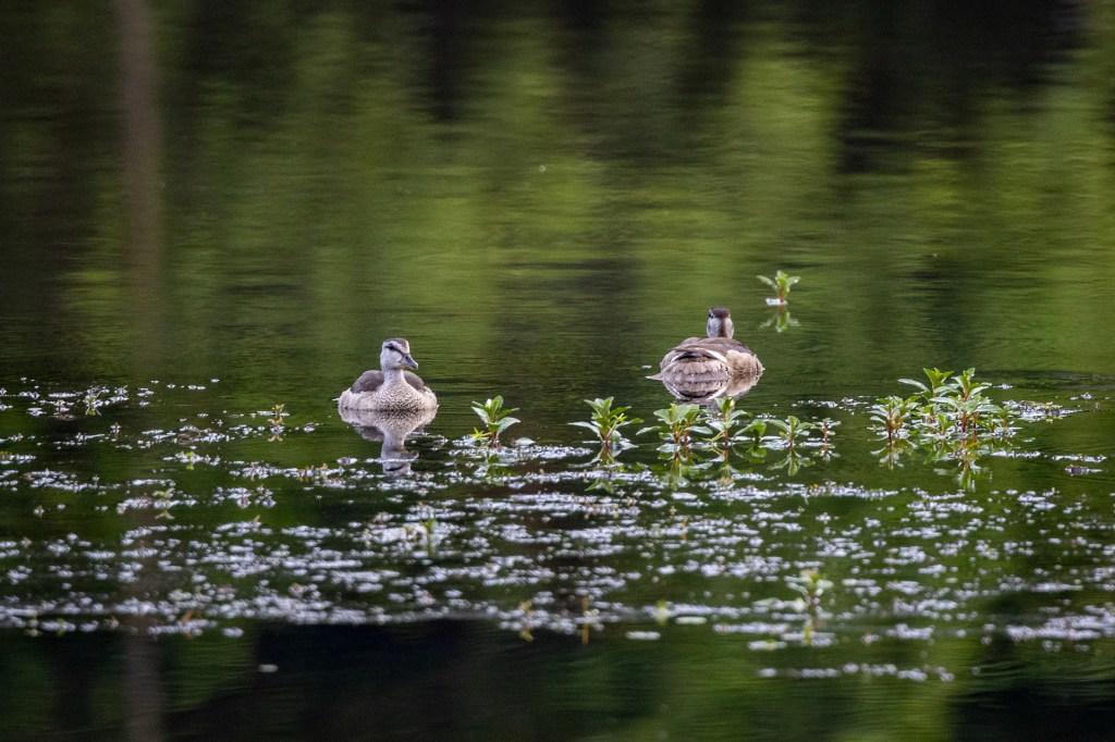 Cotton Pygmy Goose @ Singapore Botanic Gardens, Singapore
