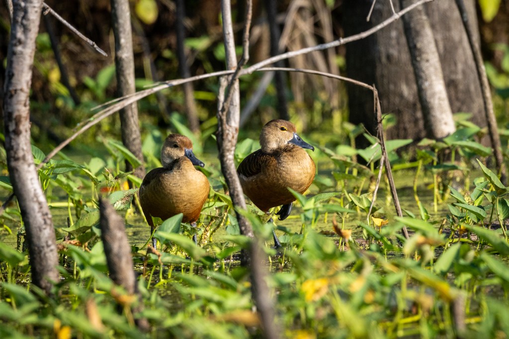 Lesser Whistling Duck @ Marina Grove pond, Singapore