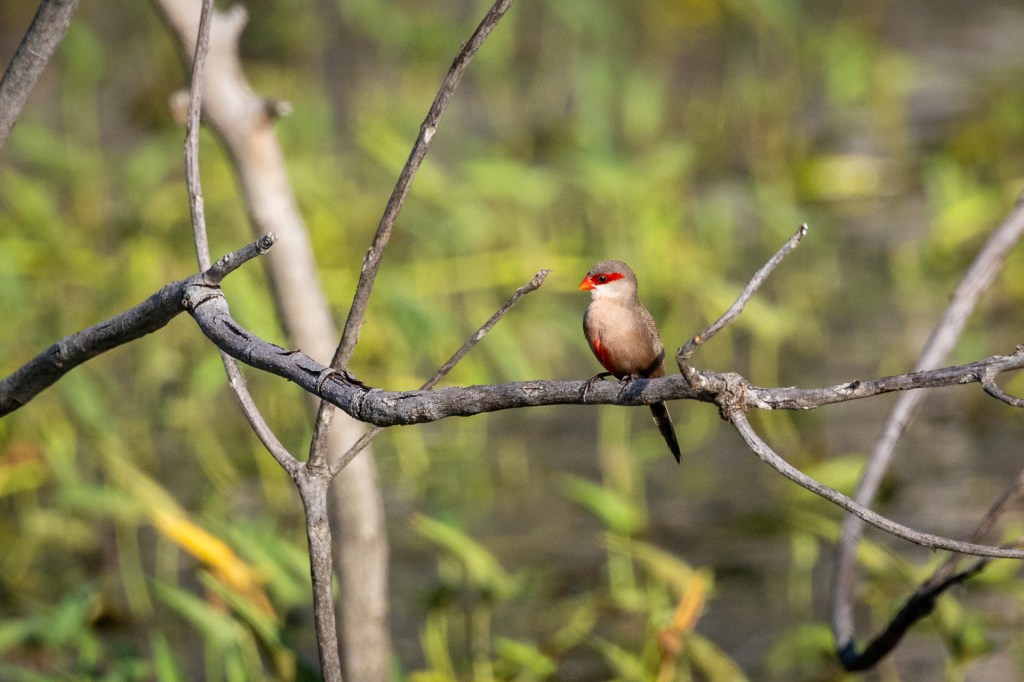Common Waxbill @ Marina Grove pond, Singapore