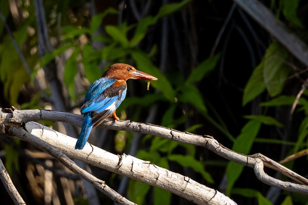 White-throated Kingfisher @ Marina Grove pond, Singapore