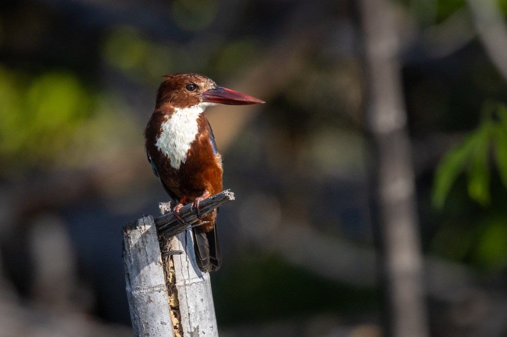White-throated Kingfisher @ Marina Grove pond, Singapore