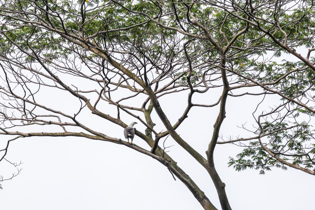 White-bellied Sea Eagle @ Bukit Gombak Park, Singapore