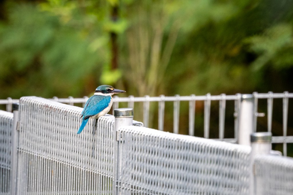 Collared Kingfisher @ Bukit Gombak Park, Singapore