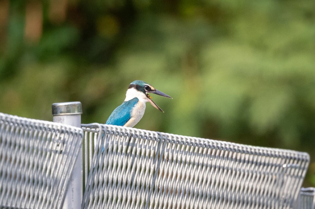 Collared Kingfisher @ Bukit Gombak Park, Singapore