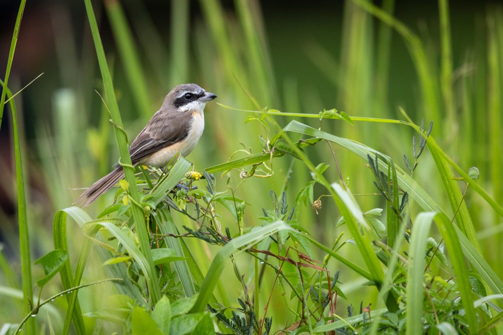 Brown shrike @ Bukit Gombak Park