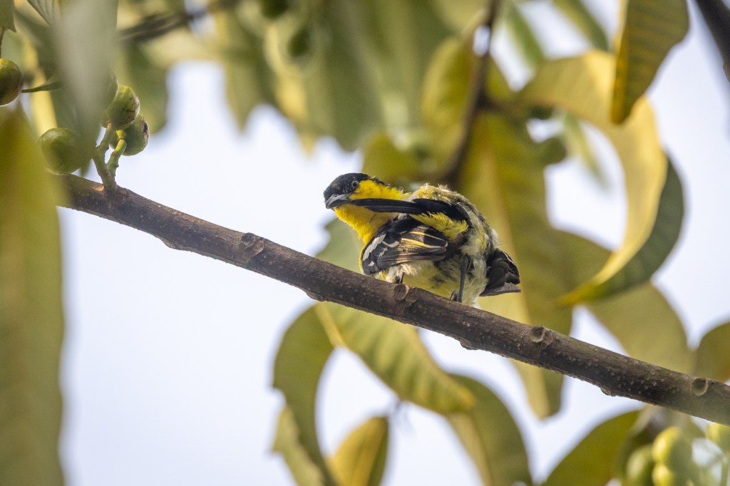 Common Iora @ Bukit Gombak Park, Singapore