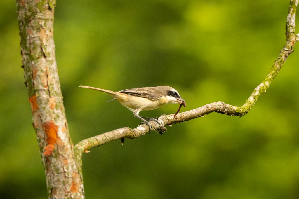 Brown shrike @ Bukit Gombak Park