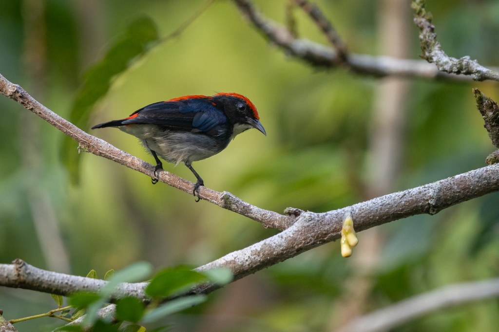 Scarlet-backed Flowerpecker @ Bukit Gombak Park