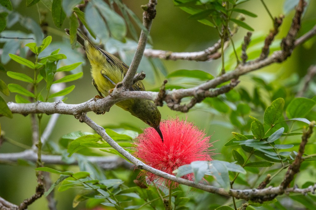 Brown-throated Sunbird @ Bukit Gombak Park