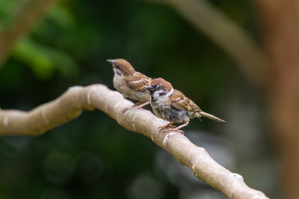 Eurasian Tree Sparrow @ Bukit Gombak Park