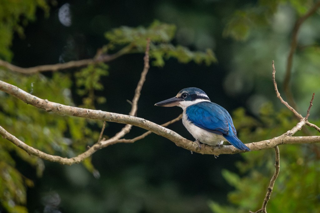 Collared Kingfisher @ Bukit Gombak Park