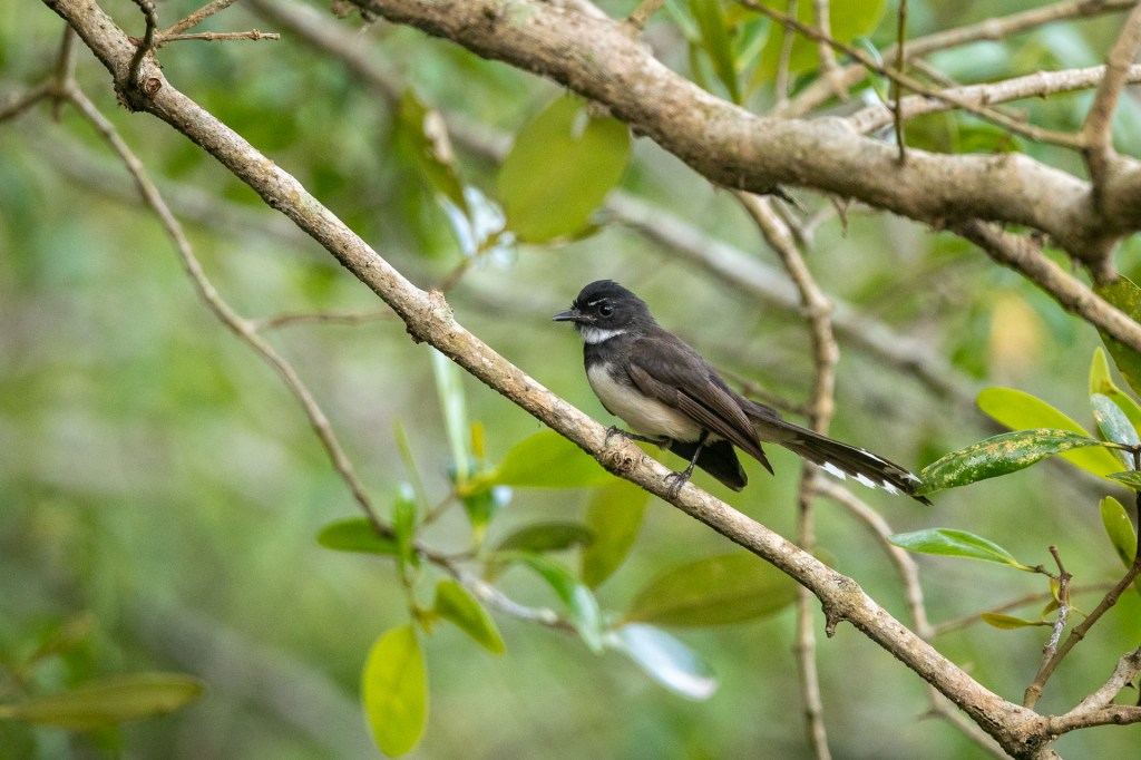 Sunda Pied Fantail @ Sungei Buloh Wetland Reserve, Singapore