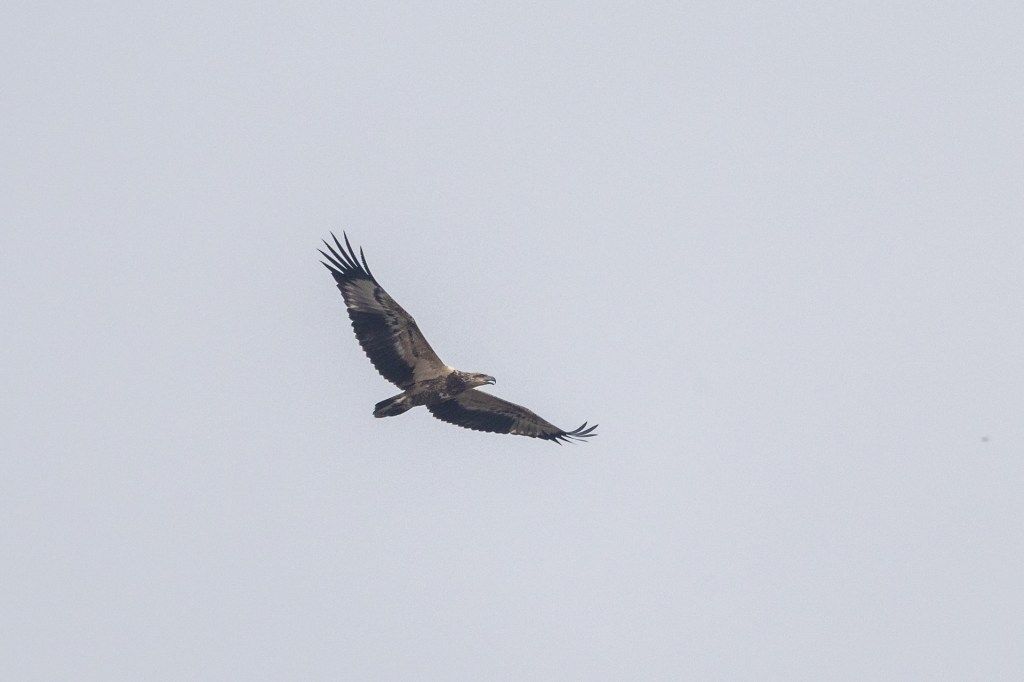 White-bellied Sea Eagle (juvenile) @ Sungei Buloh Wetland Reserve, Singapore