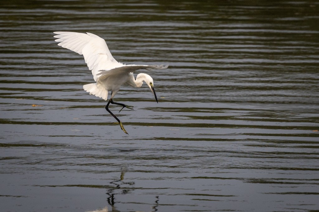 Little Egret @ Sungei Buloh Wetland Reserve, Singapore