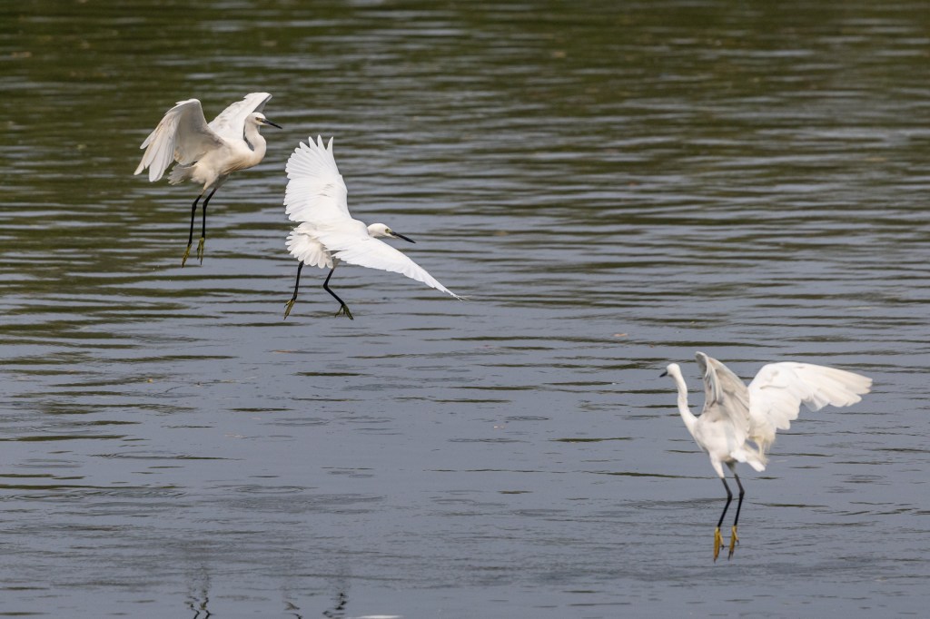 Little Egret @ Sungei Buloh Wetland Reserve, Singapore