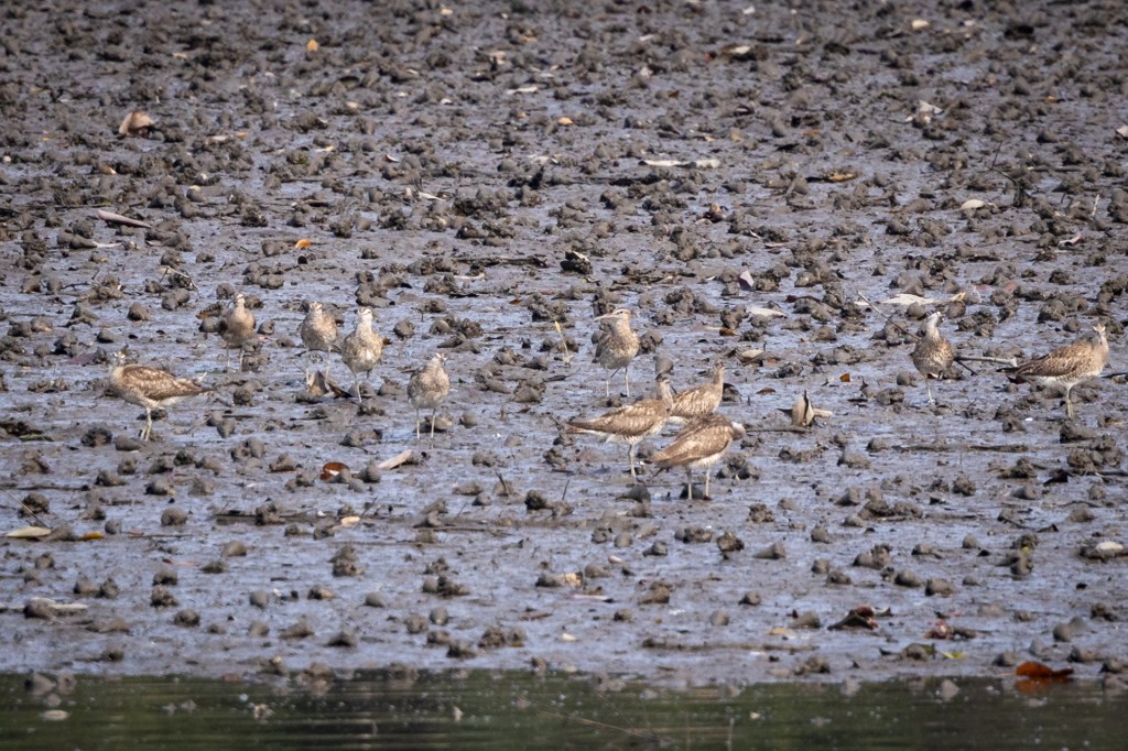 Eurasian Whimbrel @ Sungei Buloh Wetland Reserve, Singapore