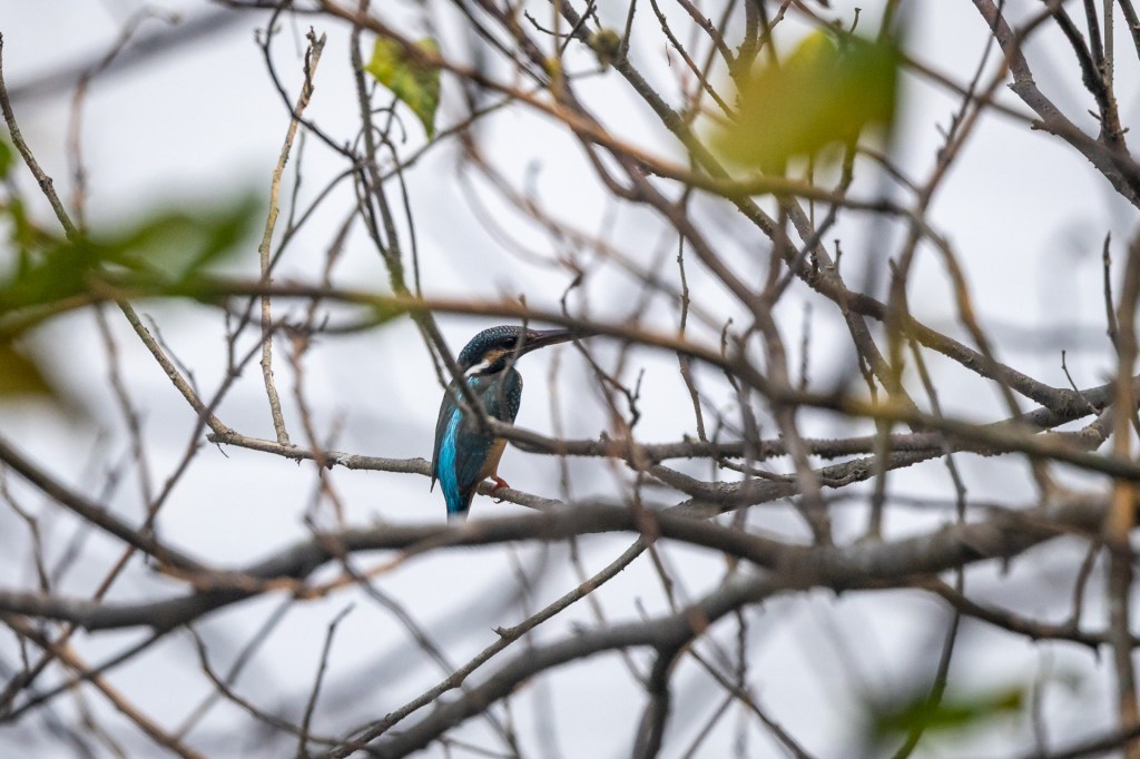 Common Kingfisher @ Sungei Buloh Wetland Reserve, Singapore