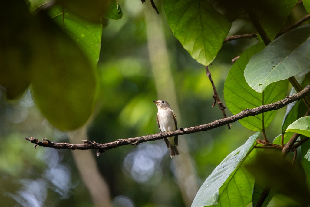 Asian Brown Flycatcher @ Taman Eko Rimba Kledang Saiong