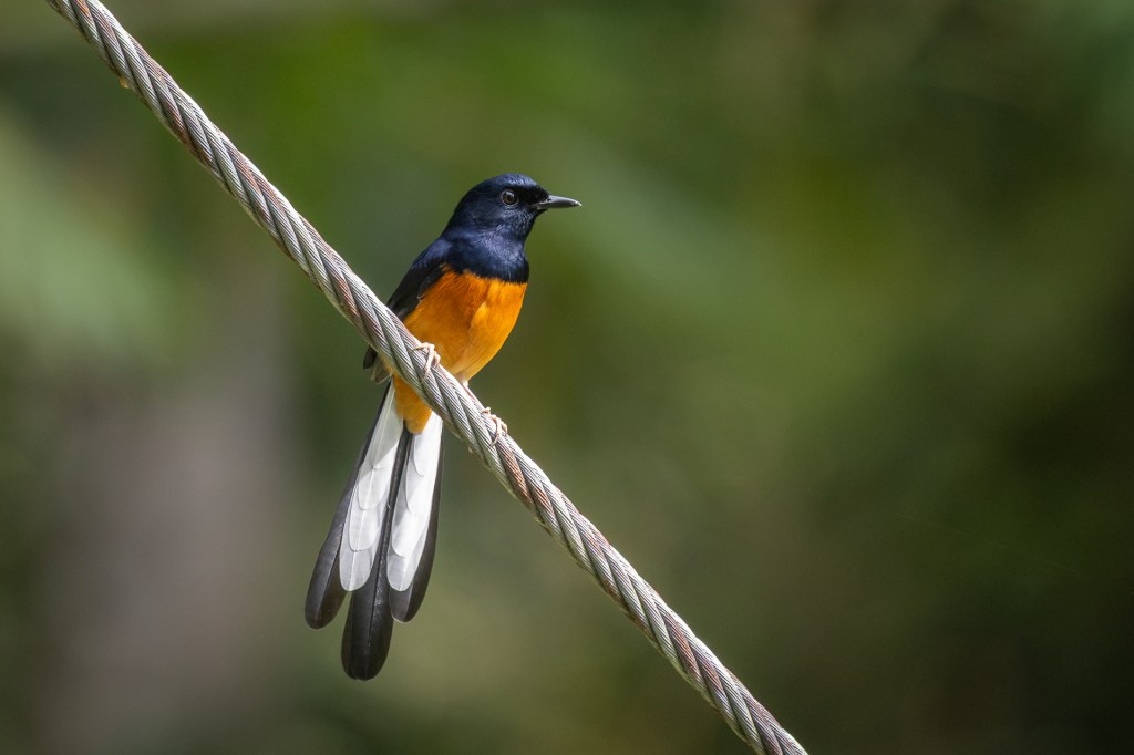 White-rumped Shama @ Taman Eko Rimba Kledang Saiong