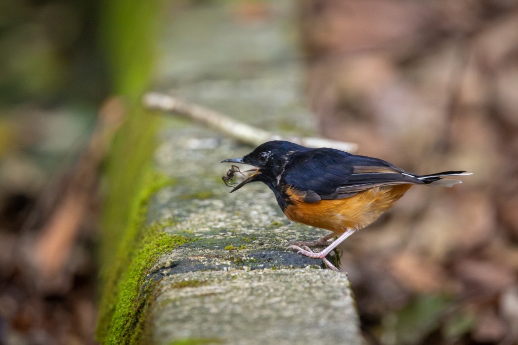 White-rumped Shama @ Taman Eko Rimba Kledang Saiong