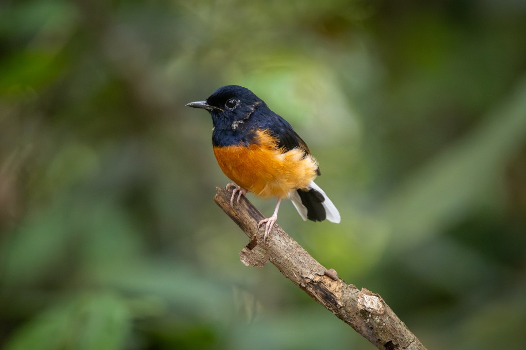 White-rumped Shama @ Taman Eko Rimba Kledang Saiong