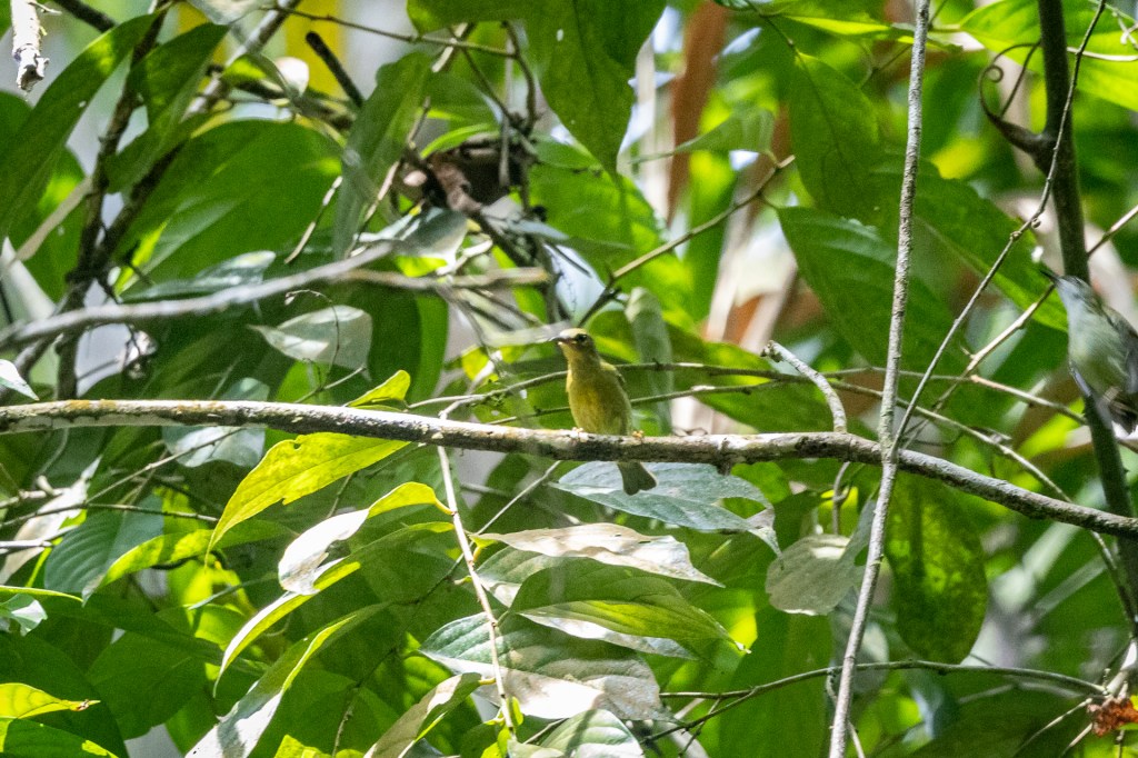 Red-throated Sunbird (female) @ Taman Eko Rimba Kledang Saiong