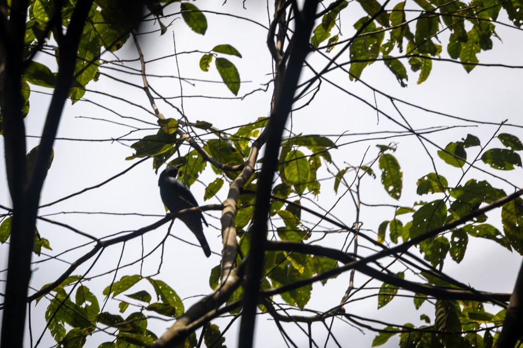 Lesser Cuckooshrike @ Taman Eko Rimba Kledang Saiong