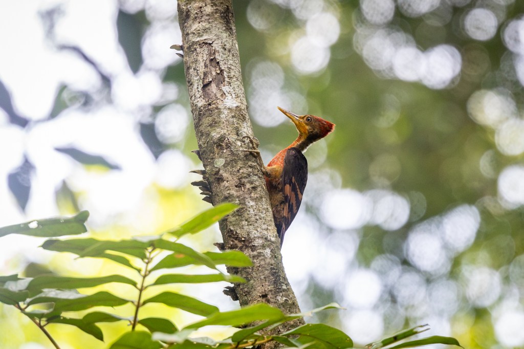 Orange-backed Woodpecker (female) @ Taman Eko Rimba Kledang Saiong