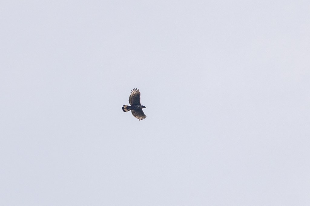 Blyth's Hawk-eagle @ Taman Eko Rimba Kledang Saiong