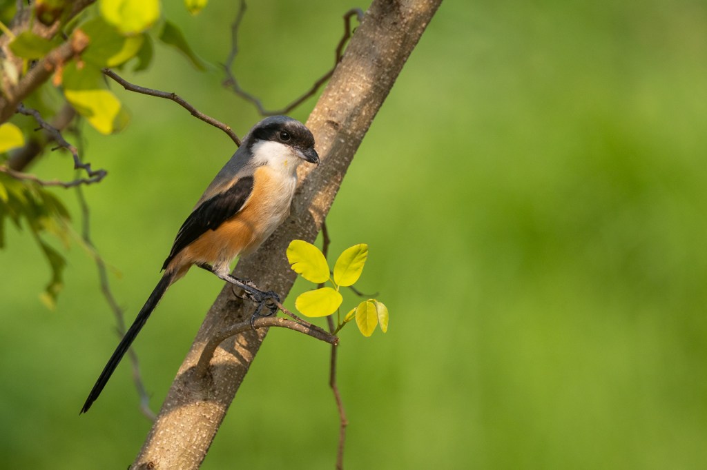 Long-tailed Shrike @ Bukit Gombak Park