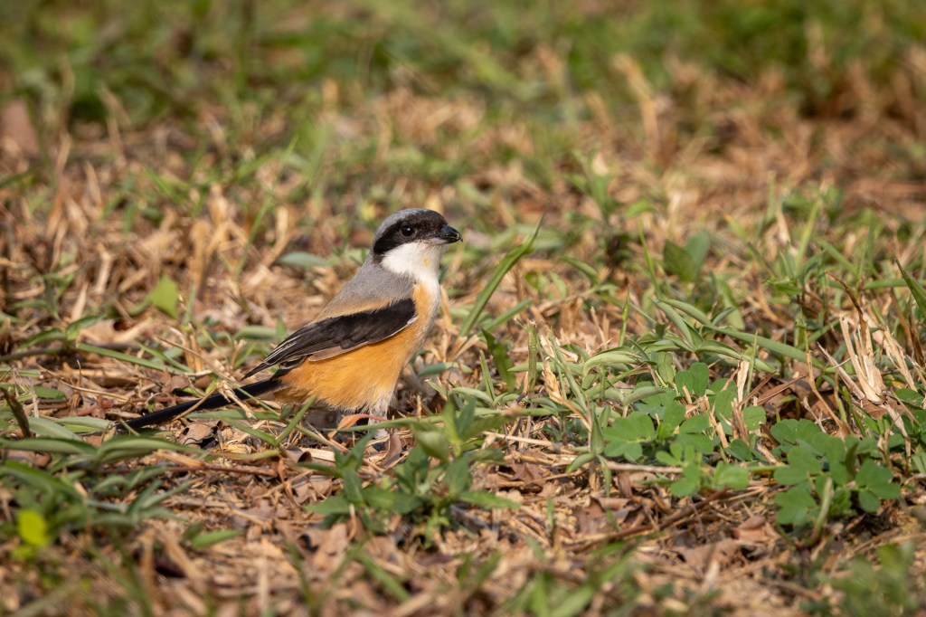 Long-tailed Shrike @ Bukit Gombak Park