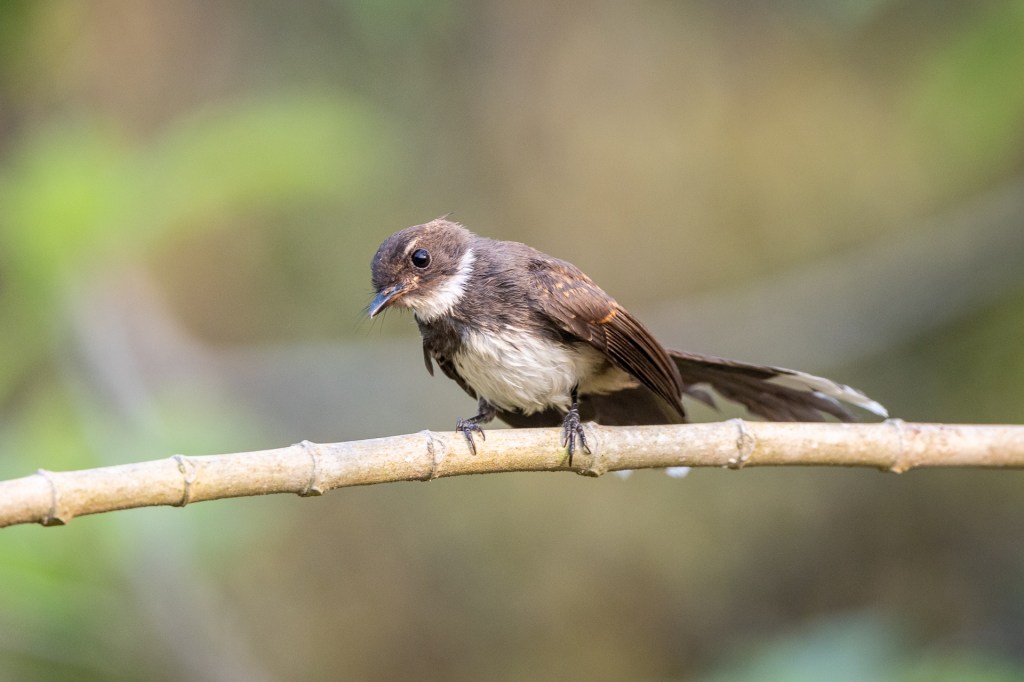 Sunda Pied Fantail @ Bukit Gombak Park