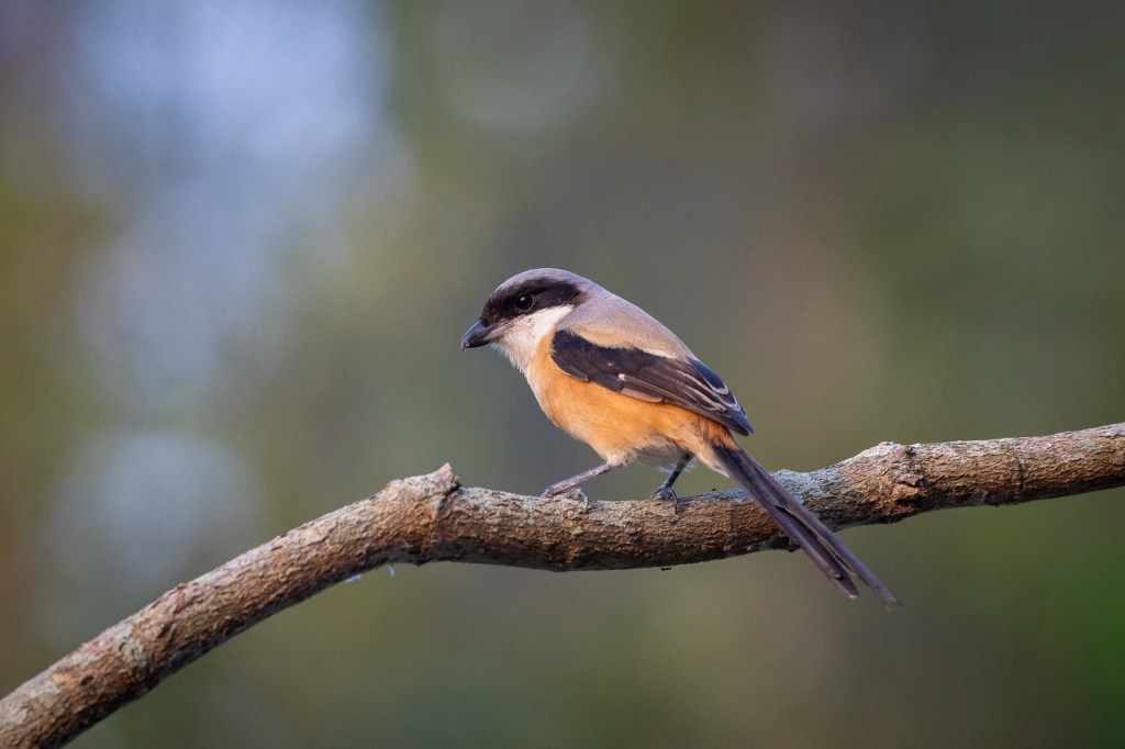 Long-tailed Shrike @ Bukit Gombak Park