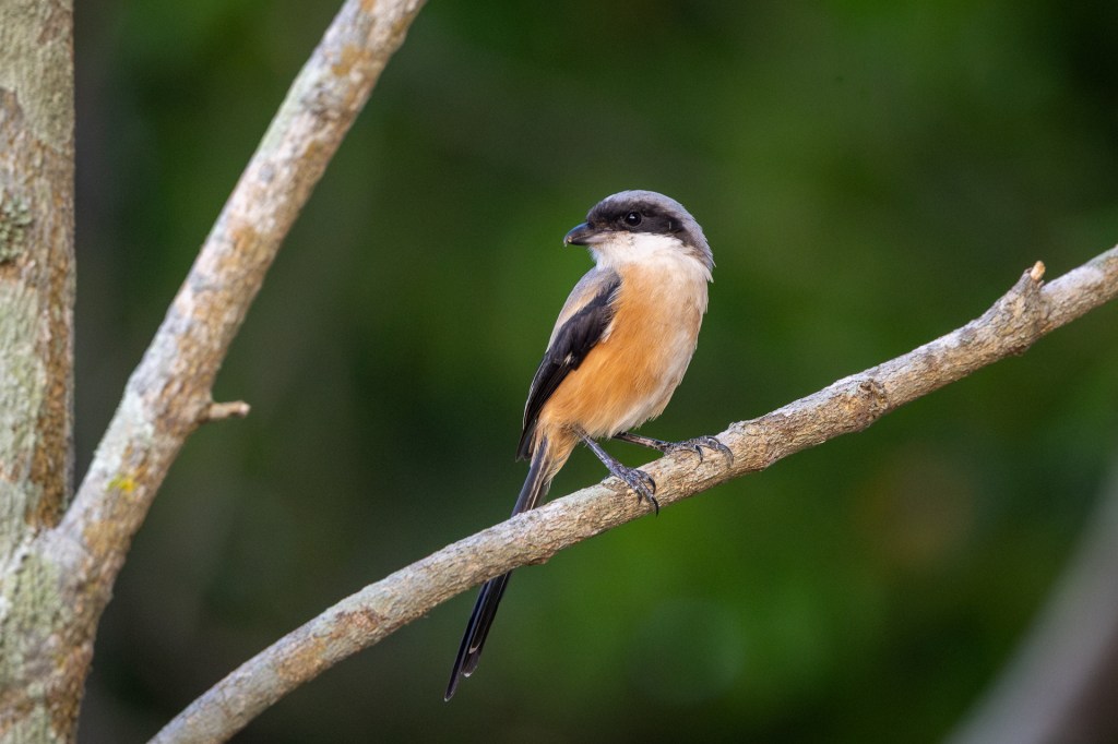 Long-tailed Shrike @ Bukit Gombak Park