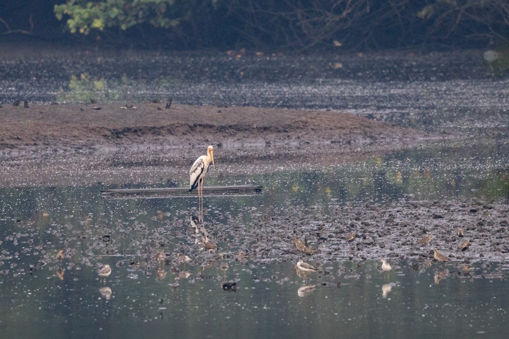 Painted Stork / Common Redshank / Pacific Golden Plover @ Sungei Buloh Wetland Reserve, Singapore