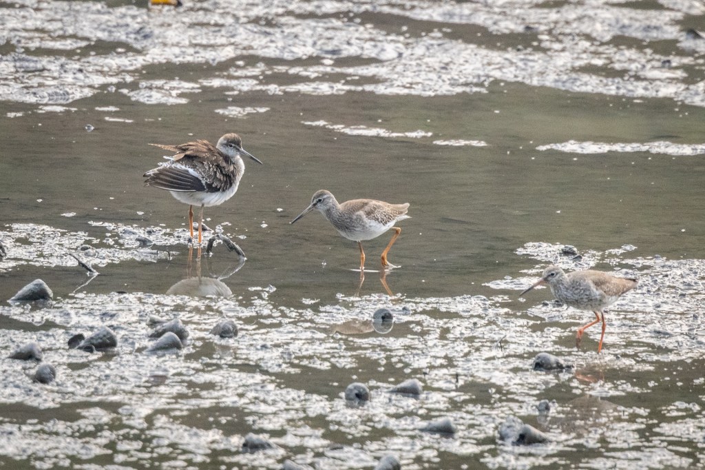 Common Redshank @ Sungei Buloh Wetland Reserve, Singapore