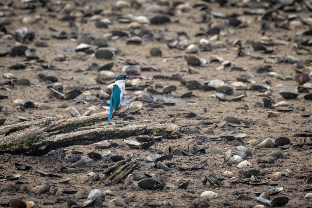 Collared Kingfisher @ Sungei Buloh Wetland Reserve, Singapore