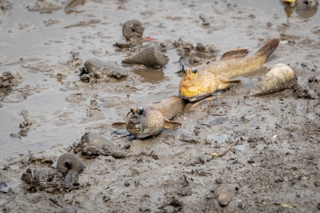 Mudskipper @ Sungei Buloh Wetland Reserve, Singapore