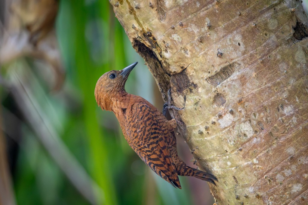 Rufous Woodpecker @ Jurong Lake Gardens, Singapore
