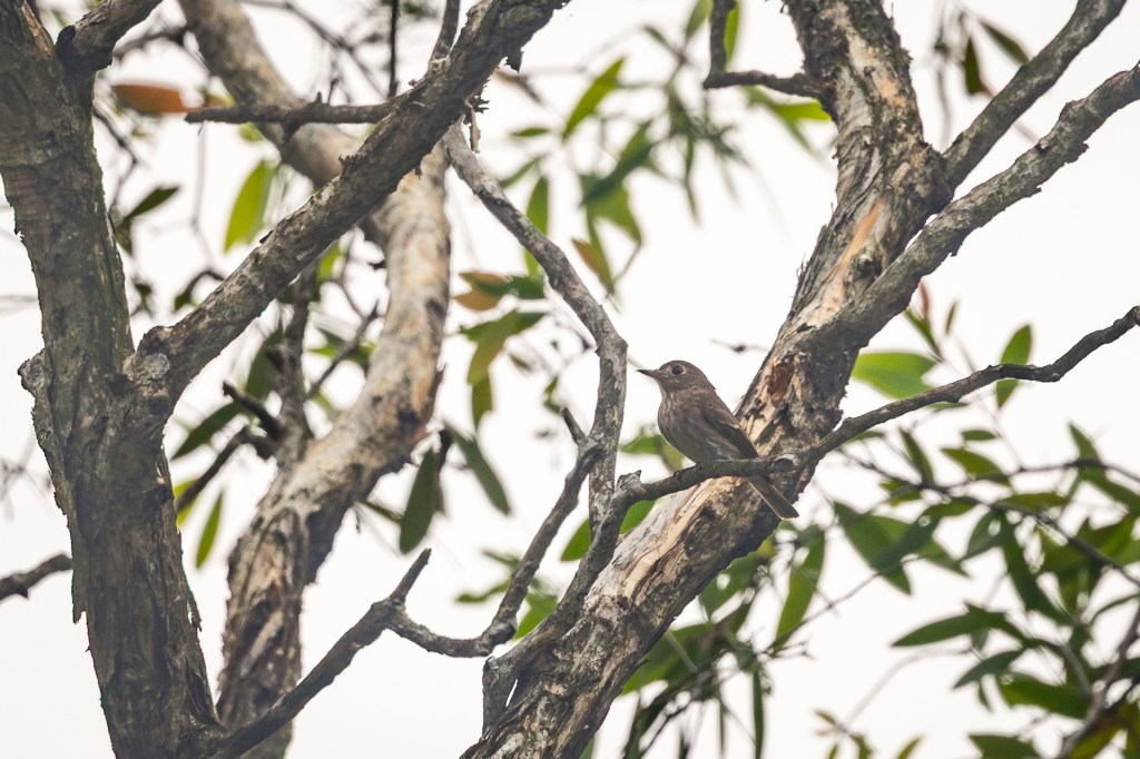 Brown-streaked Flycatcher @ Jurong Lake Gardens, Singapore