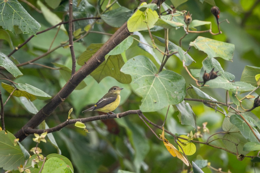 Yellow-rumped Flycatcher (female) @ Jurong Lake Gardens, Singapore