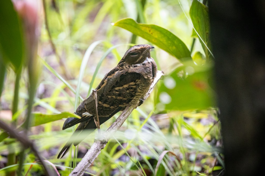 Large-tailed Nightjar @ Jurong Lake Gardens, Singapore