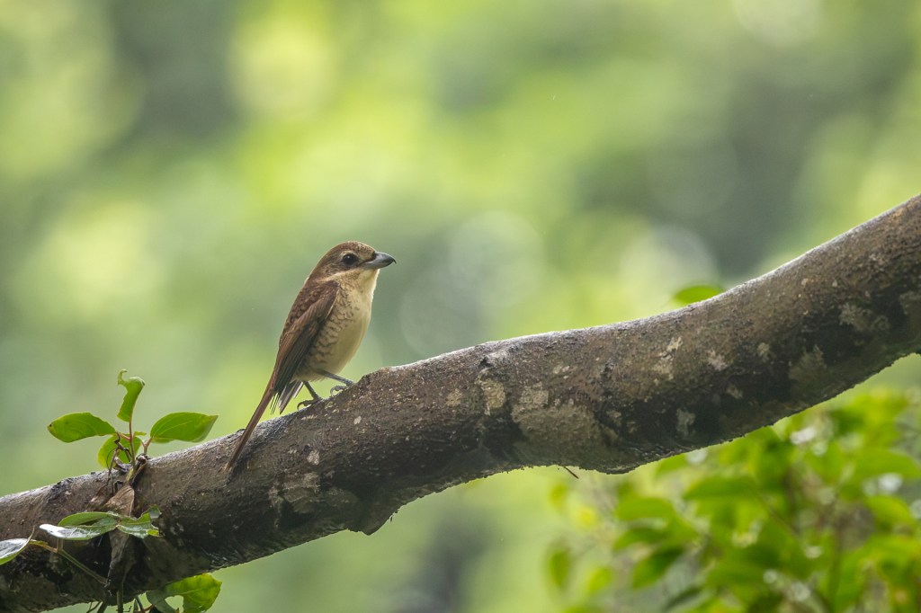 Tiger Shrike @ Jurong Lake Gardens, Singapore