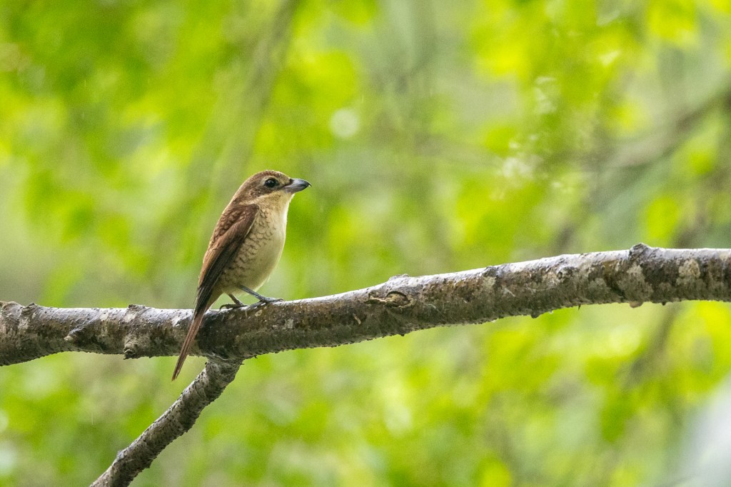 Tiger Shrike @ Jurong Lake Gardens, Singapore