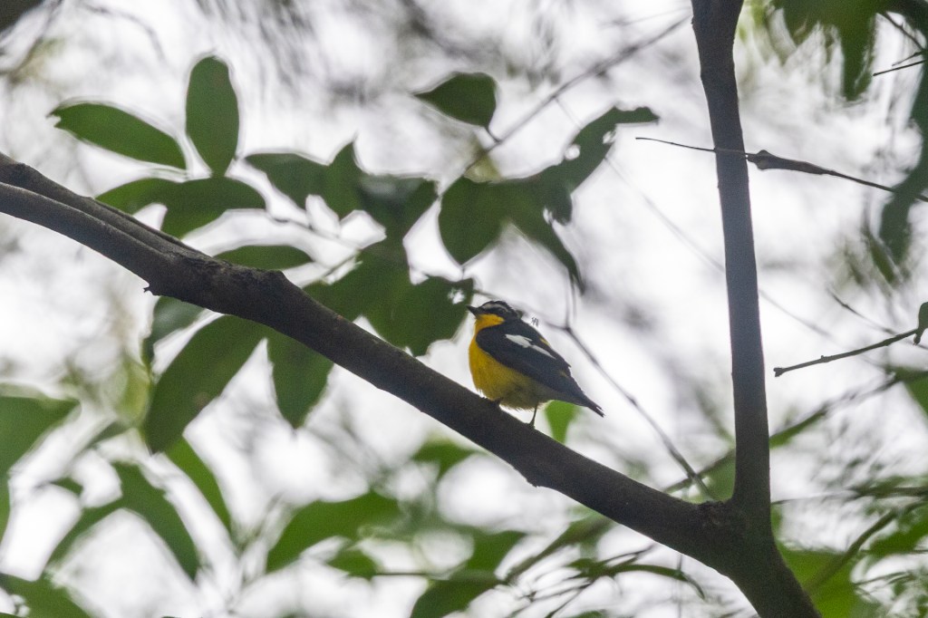 Yellow-rumped Flycatcher (male) @ Jurong Lake Gardens, Singapore