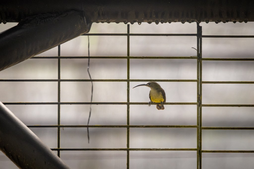 Little Spiderhunter @ Kledang Saiong Forest Eco Park, Perak, Malaysia